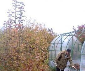 Дезинфекция почвы в теплице - тип 1