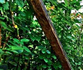 Дезинфекция почвы в теплице - тип 4