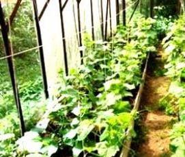 Дезинфекция почвы в теплице - тип 3