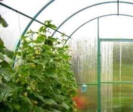 Дезинфекция почвы в теплице - тип 2