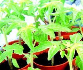 Дезинфекция полей - тип 4