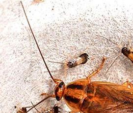 Дезинфекция тараканов с гарантией - модель 4