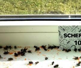 Дезинсекция гостиниц - вариант 4