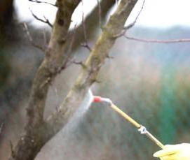 Дезинсекция грызунов - тип 1