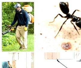 Дезинсекция комнаты - тип 2