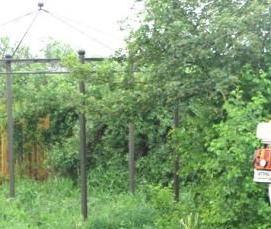 Дезинсекция мух - тип 2