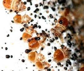 Дезинсекция мусоропроводов - модель 4