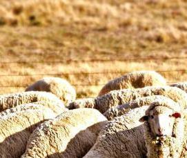 Дезинсекция от клещей - вариант 1