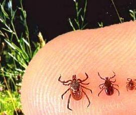 Дезинсекция от клещей - вариант 2