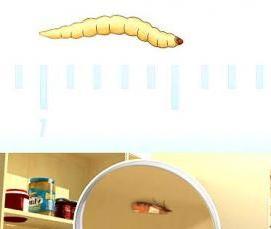 Дезинсекция от моли - модель 1