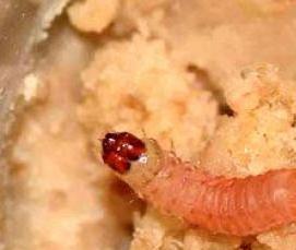 Дезинсекция от моли - модель 2