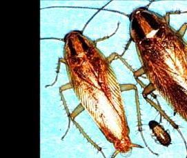 Дезинсекция тараканов в доме - модель 2