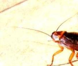 Дезинсекция жилых домов - модель 1