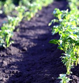 Дренаж для вазонов - вариант 3