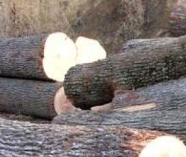 Дубовые бревна - вариант 1