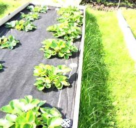 Дуги для грядок - модель 2