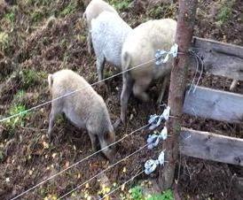 Ѝлектронный  для собак - вариант 1