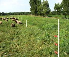 Ѝлектронный  для собак - вариант 3