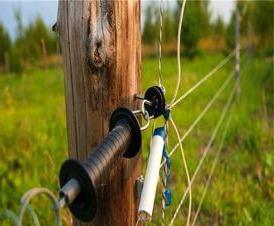 Ѝлектронный  для собак - вариант 2