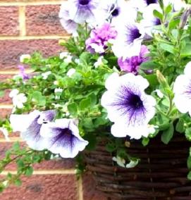 Емкость для петунии - вариант 1