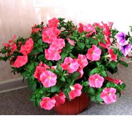 Емкость для петунии - вариант 4