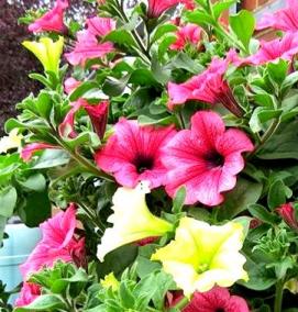 Емкость для петунии - вариант 2