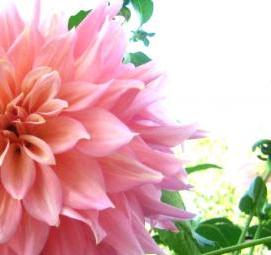 флизелиновые обои розового цвета - модель 1