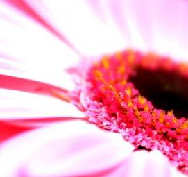 флизелиновые обои розового цвета - модель 4