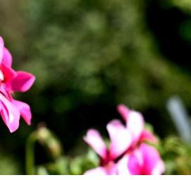 флизелиновые обои розового цвета - модель 3