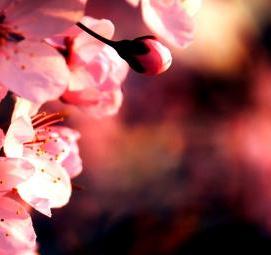 флизелиновые обои розового цвета - модель 2