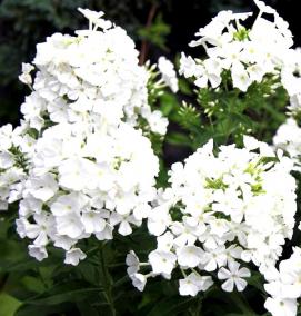 фотообои белого цвета - вариант 2