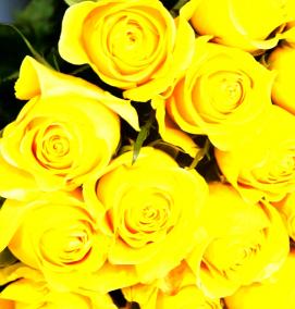 фотообои: бежевая роза - модель 4