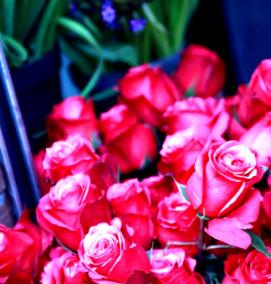 фотообои: цветы розы - тип 4