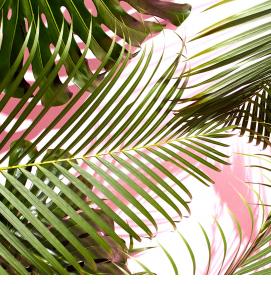 фотообои: листья пальмы - тип 4