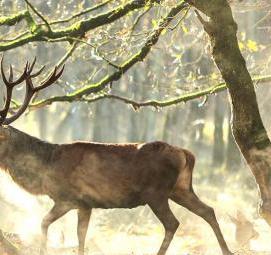 фотообои: олени в лесу - вариант 1
