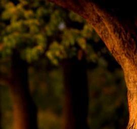 фотообои: олени в лесу - вариант 4