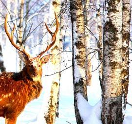 фотообои: олени в лесу - вариант 3