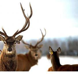 фотообои: олени в лесу - вариант 2