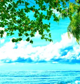 фотообои: пальмы - модель 1