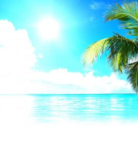 фотообои: пальмы - модель 4