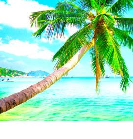 фотообои: пальмы - модель 3