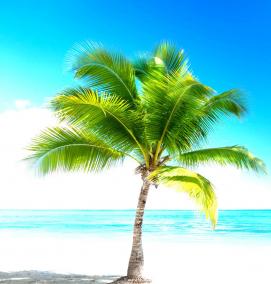 фотообои: пальмы - модель 2