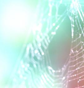 фотообои: пауки - тип 1