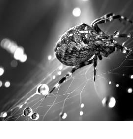 фотообои: пауки - тип 4