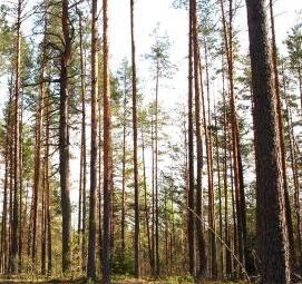 фотообои: сосновый лес - тип 1