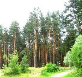 фотообои: сосновый лес - тип 4