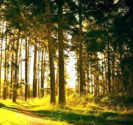 фотообои: сосновый лес - тип 3