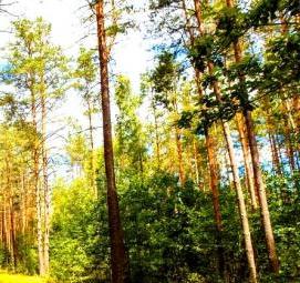 фотообои: сосновый лес - тип 2