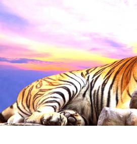 фотообои: тигр - модель 4