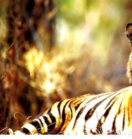 фотообои: тигр - модель 3